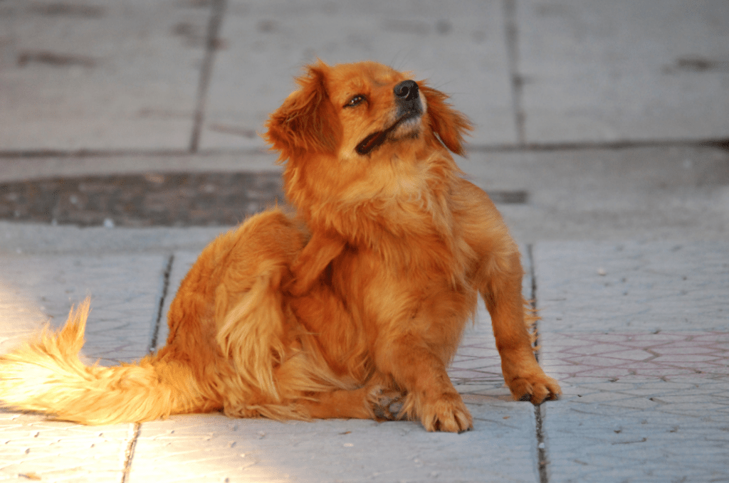 Protecting Your Senior Dog from Summer Pests