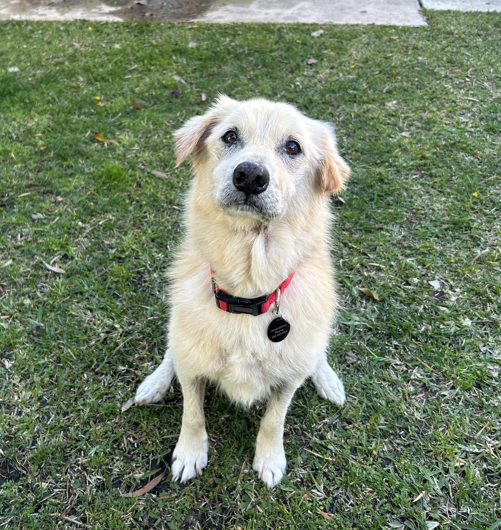 Earl, a golden lab mix, sitting on the grass