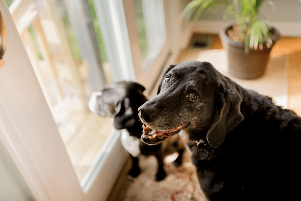 a senior dog smiling at the camera