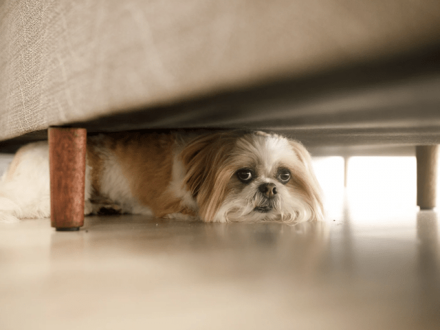 How to Build Confidence in Anxious or Neurodivergent Dogs