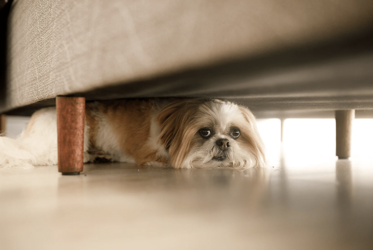 How to Build Confidence in Anxious or Neurodivergent Dogs