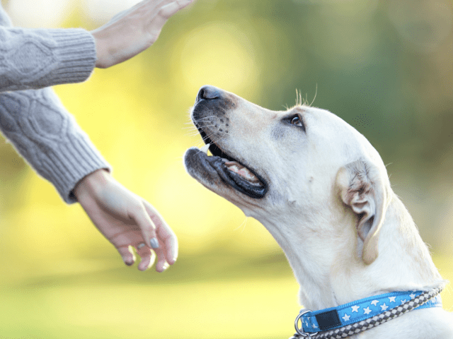 Training a Deaf Dog: Hand Signals, Tools, and Patience