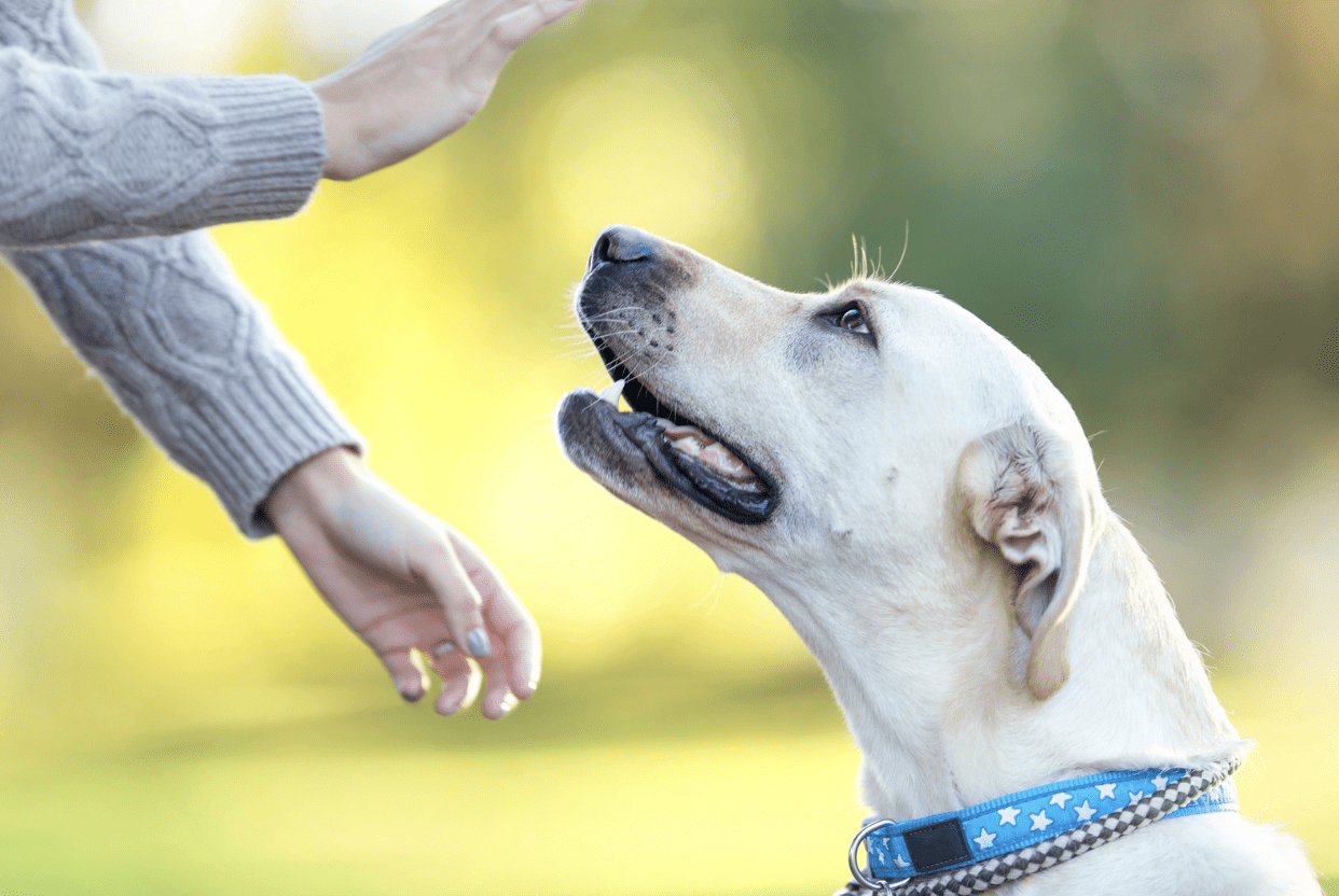 woman using hand signals to communicate with her deaf dog
