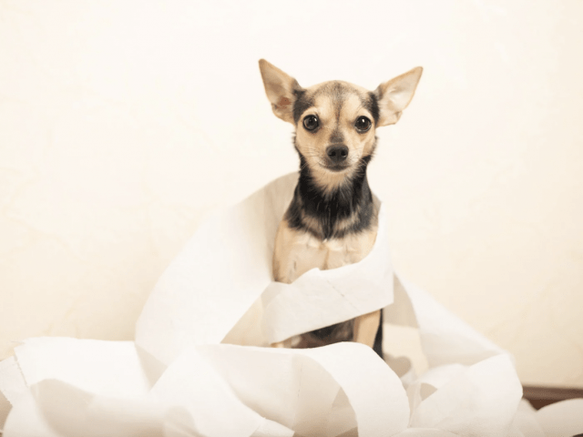Potty Training a Senior Dog